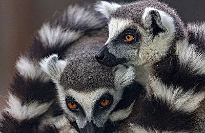 Fami通新作评分公布：《光与影：33号远征队》36分进入白金殿堂