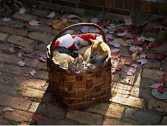 《鬼泣》系列20周年生日！卡普空举办Switch纪念特卖活动